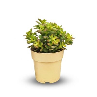 Crassula Minor