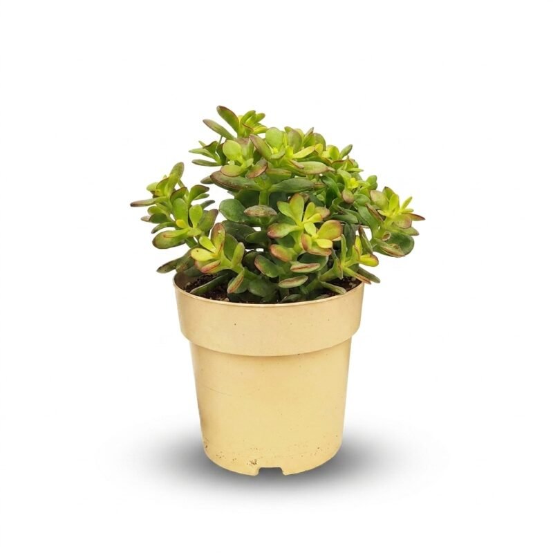 Crassula Minor