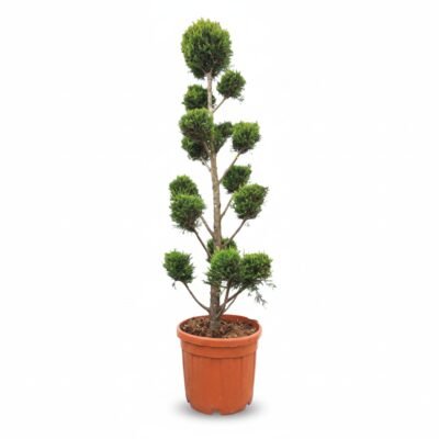Cupressocyparis Castlewellan Gold 210 cm - pomponvorm