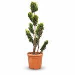 Cupressocyparis G. Rider pompon 150 cm - pot 40