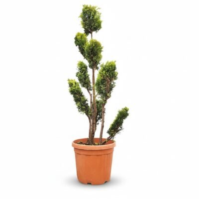 Cupressocyparis G. Rider pompon 150 cm - pot 40