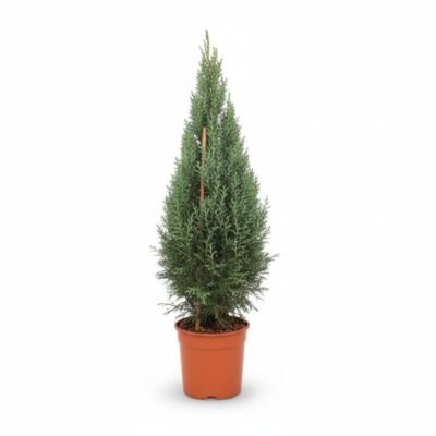 Cupressus Fastigiata piramide pot 21 cm - voor zon