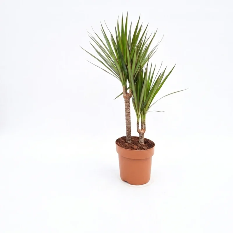 Dracaena marginata 2 toef
