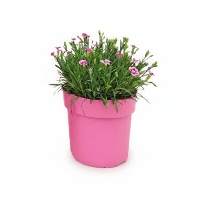 Dianthus Pink kisses