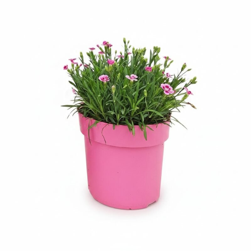 Dianthus Pink kisses