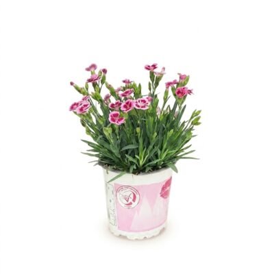 Dianthus Pink kisses