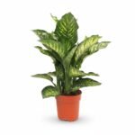 Dieffenbachia Maroba 80 cm - potmaat 21