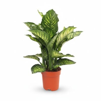 Dieffenbachia Maroba 80 cm - potmaat 21
