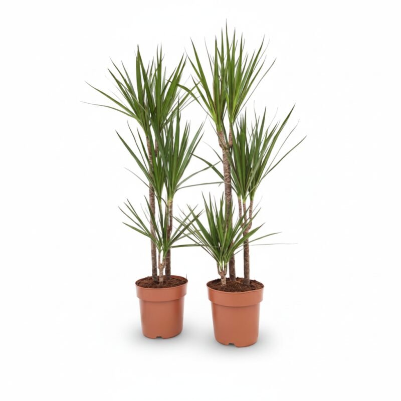 Dracaena marginata 110 cm - 3 toef