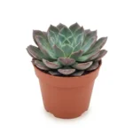 Echeveria Blue Prince 18 cm - potmaat 14