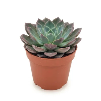 Echeveria Blue Prince 18 cm - potmaat 14