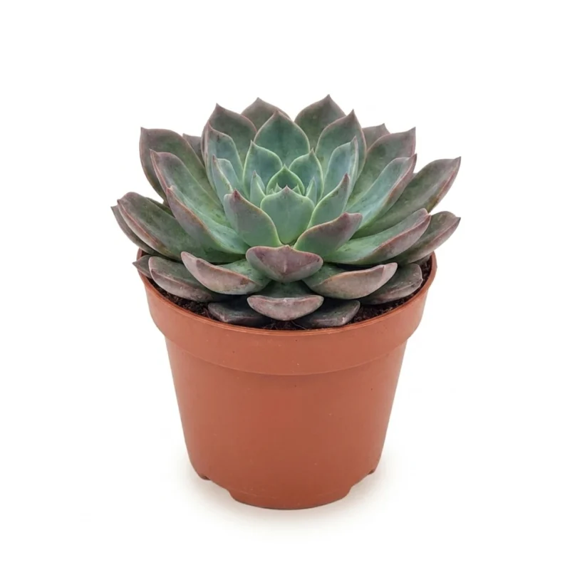 Echeveria Blue Prince 18 cm - potmaat 14