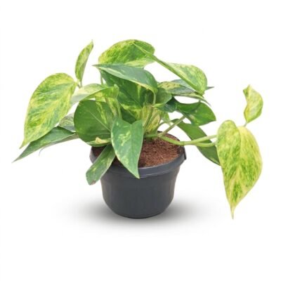 Epipremnum aureum hang