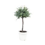 Eucalyptus gunnii gevlochten stam