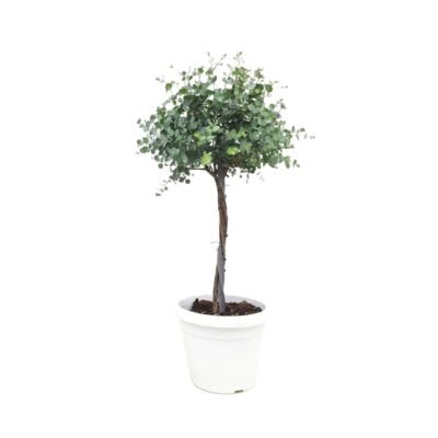 Eucalyptus gunnii gevlochten stam