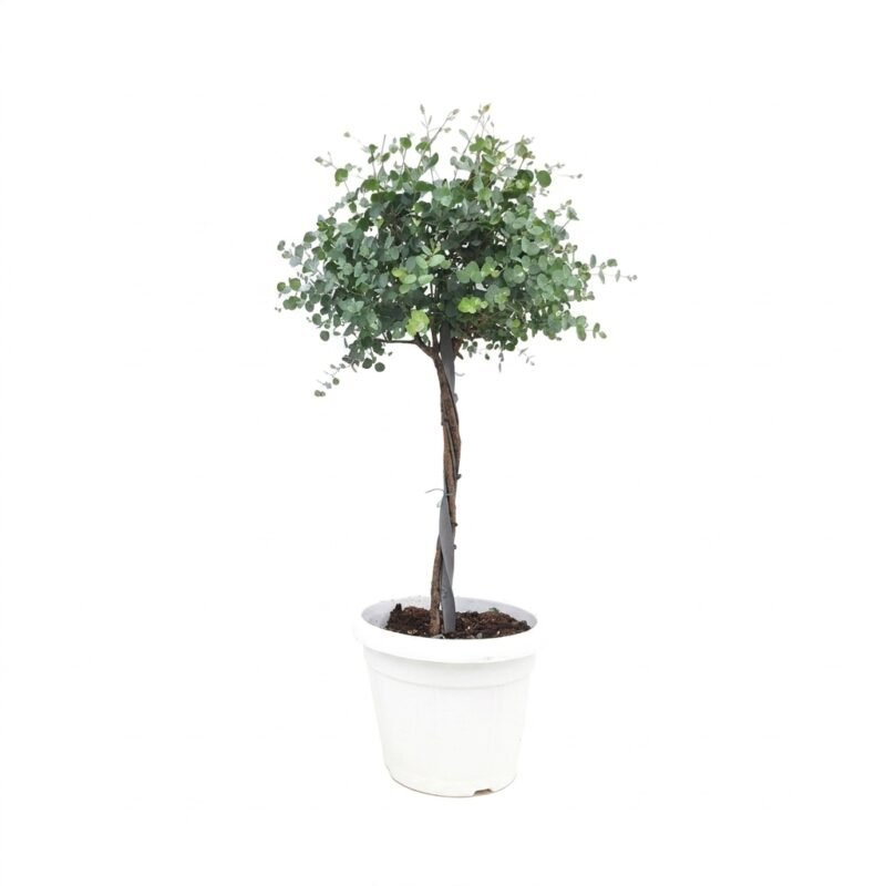 Eucalyptus gunnii gevlochten stam