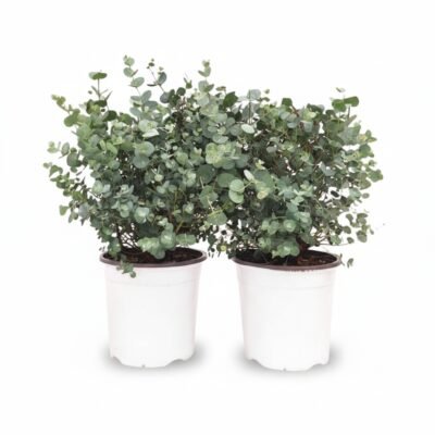 Eucalyptus – Stam - 45