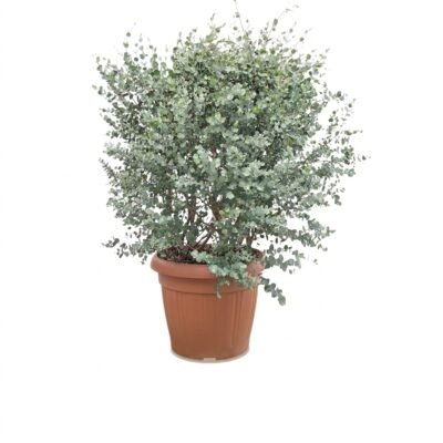 Eucalyptus gunnii struik 110 cm - potmaat 40
