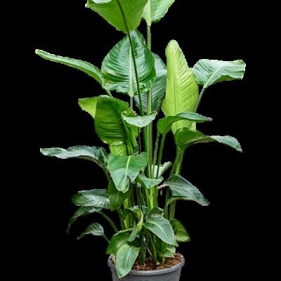 Strelitzia nicolai – Paradijsvogelplant 4pp - 165