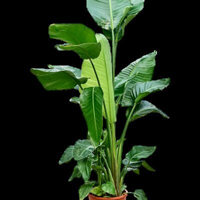 Strelitzia nicolai – Paradijsvogelplant 4pp