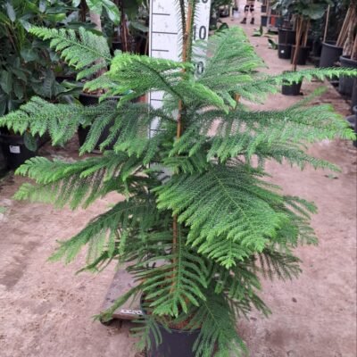Kamerden (Araucaria heterophylla) - 120