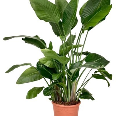 Strelitzia nicolai – Paradijsvogelplant 4pp