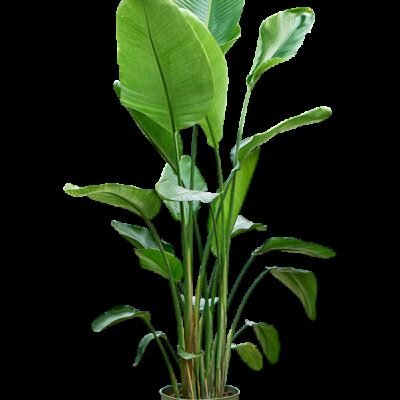 Strelitzia nicolai – Paradijsvogelplant 4pp - 170