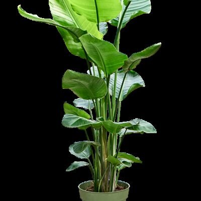 Strelitzia nicolai – Paradijsvogelplant 4pp - 140