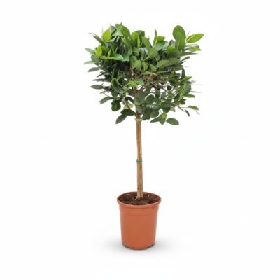 Ficus Australis op stam 115 cm - potmaat 24