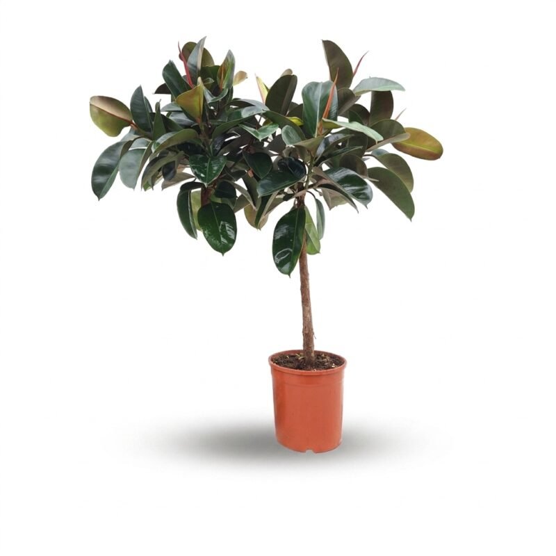 Ficus Robusta op stam
