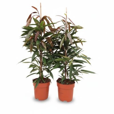 Ficus Amstel King 90 cm - slank blad, potmaat 21