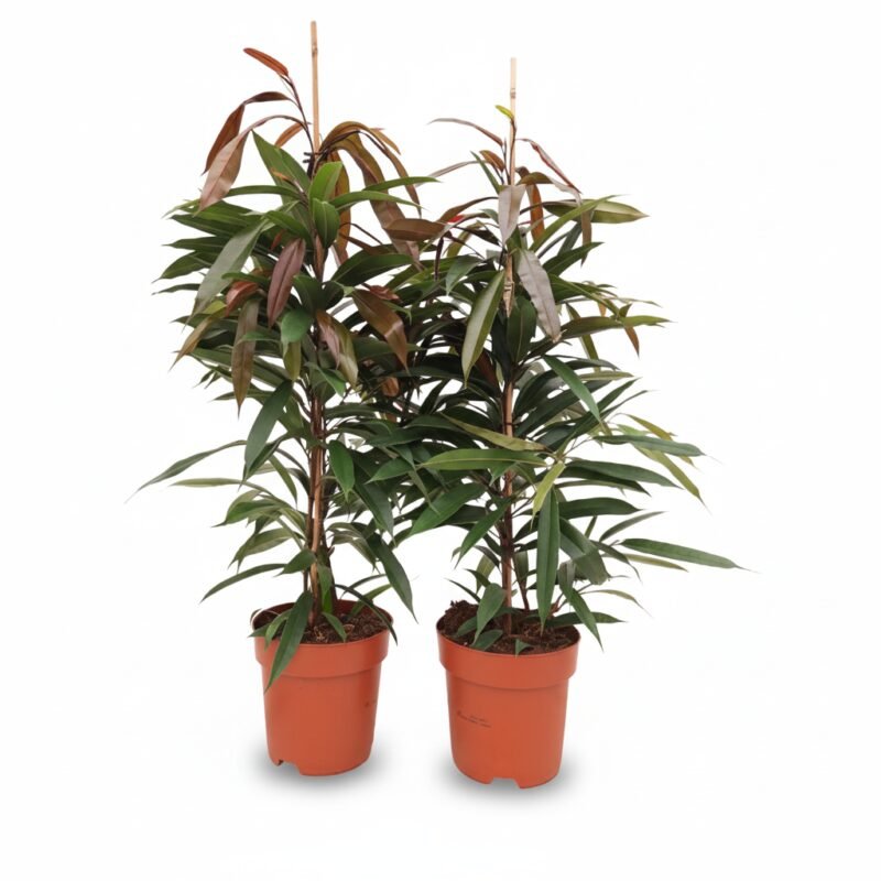 Ficus Amstel King kamerplant 90 cm met smalle glanzende bladeren in kweekpot 21 cm, in een lichte woonkamerhoek