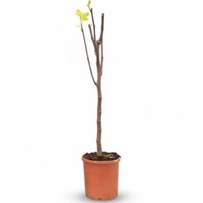 Ficus carica Bornholm op stam 100 cm - pot 22