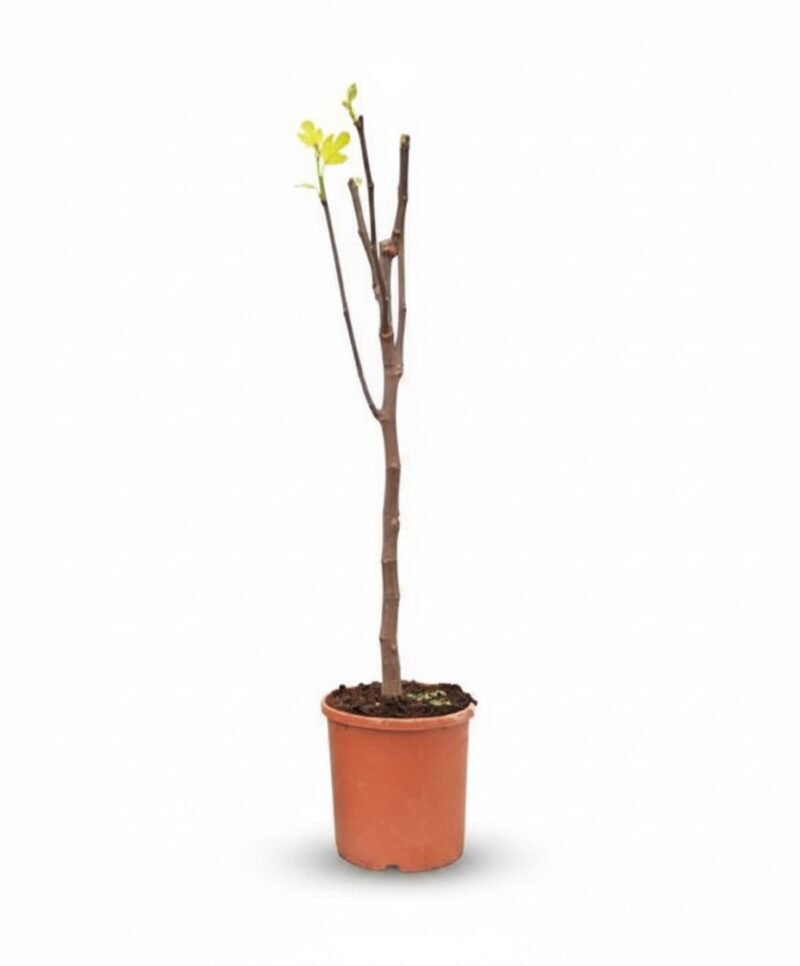 Ficus carica Bornholm op stam 100 cm - pot 22