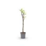 Ficus carica op stam 100 cm - potmaat 21