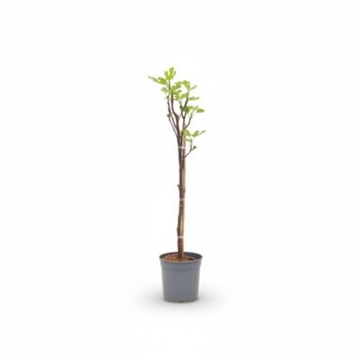 Ficus carica op stam 100 cm - potmaat 21