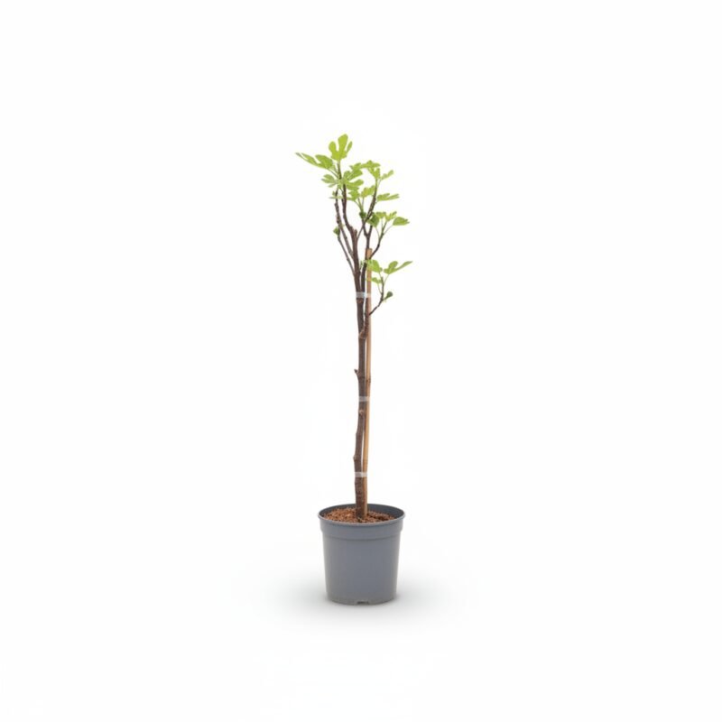 Ficus carica op stam 100 cm - potmaat 21