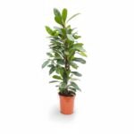 Ficus cyathistipula 110 cm - compacte kamerficus