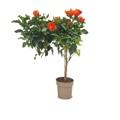 Hibiscus op stam oranje