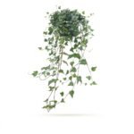 Hedera helix 'Shamrock' hang 50 cm - pot 17