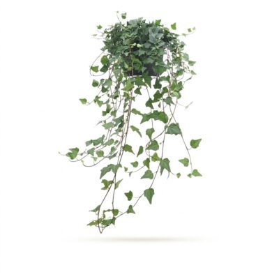 Hedera helix 'Shamrock' hang 50 cm - pot 17