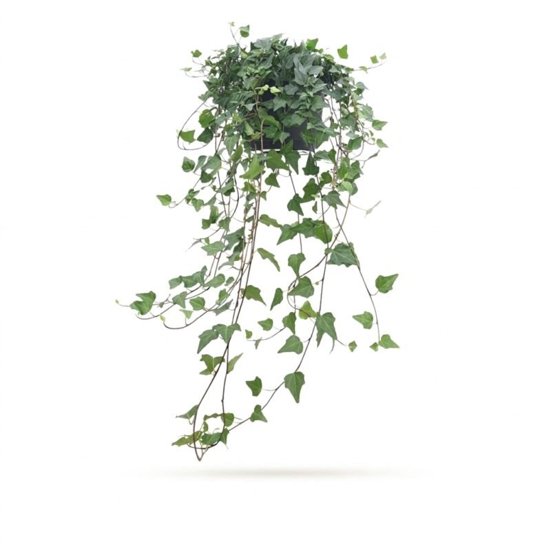 Hedera helix 'Shamrock' hangplant in kweekpot 17 cm met drielobbige groene bladeren en ranken van circa 50 cm