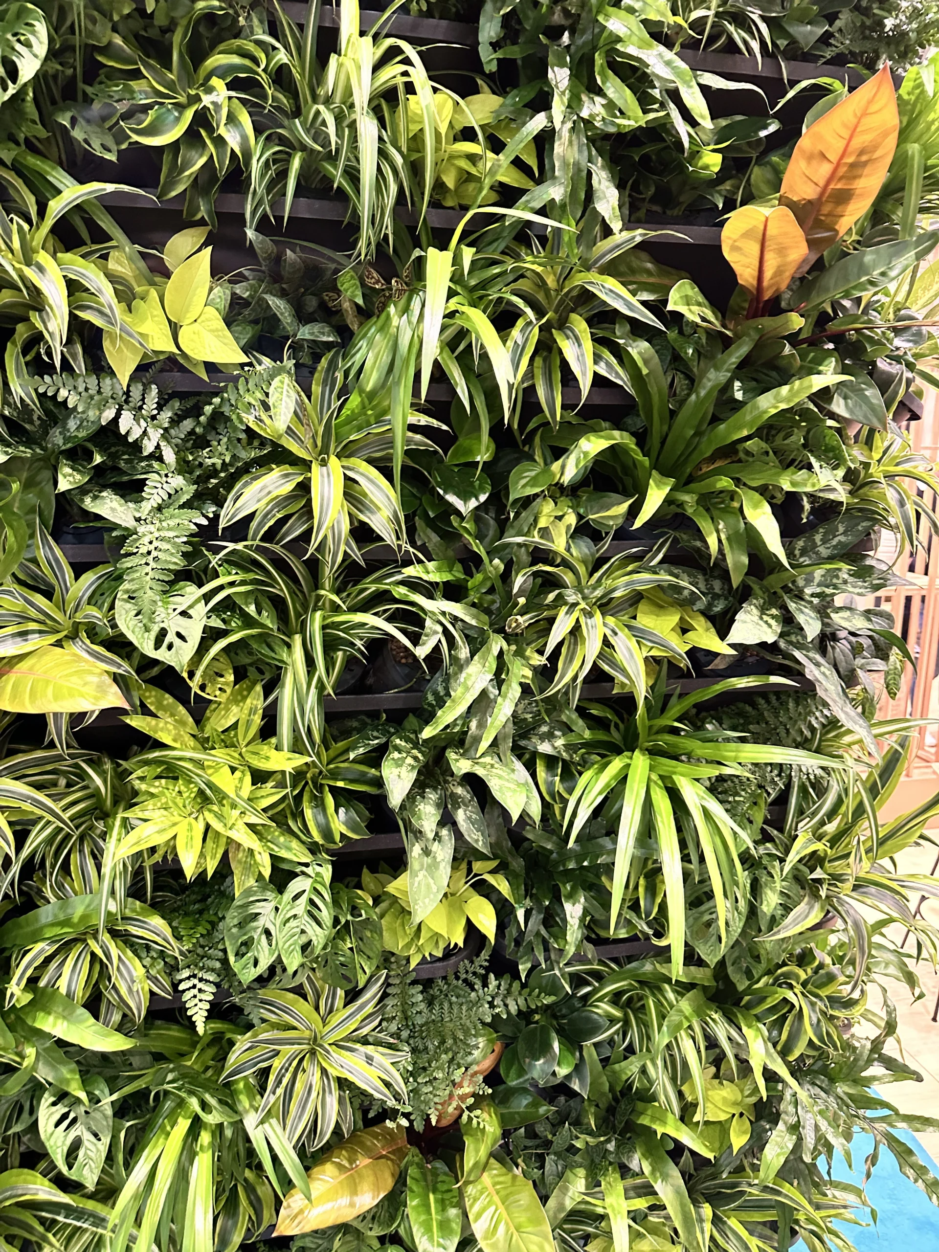 Groene wand op maat — MiscaWall systeem