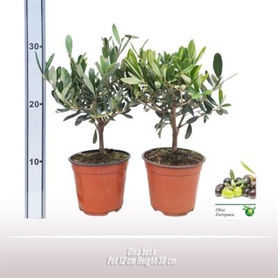 Kleine Olijfboom Bush | Olea Europaea | 30-35cm | Winterhard - 30