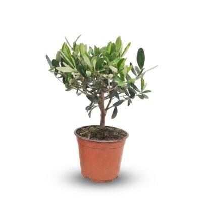 Kleine Olijfboom Bush | Olea Europaea | 30-35cm | Winterhard - 30