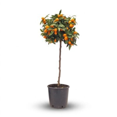 Kumquat op stam