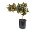 Kumquat op stam 55 cm - potmaat 19