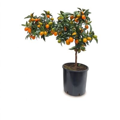 Kumquat op stam 55 cm - potmaat 19