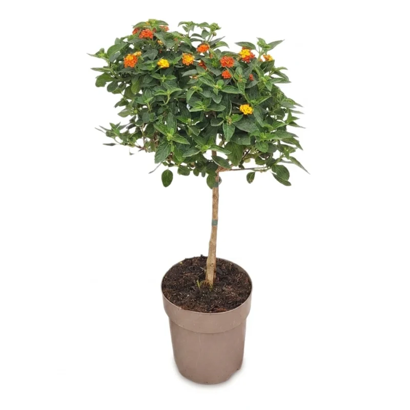 Lantana Camara op stam oranje