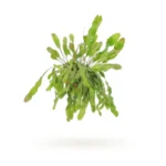 Lepismium bolivianum houlletianum